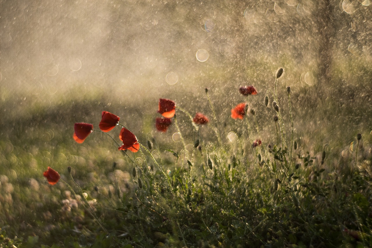 Image - summer meadow red weed grass