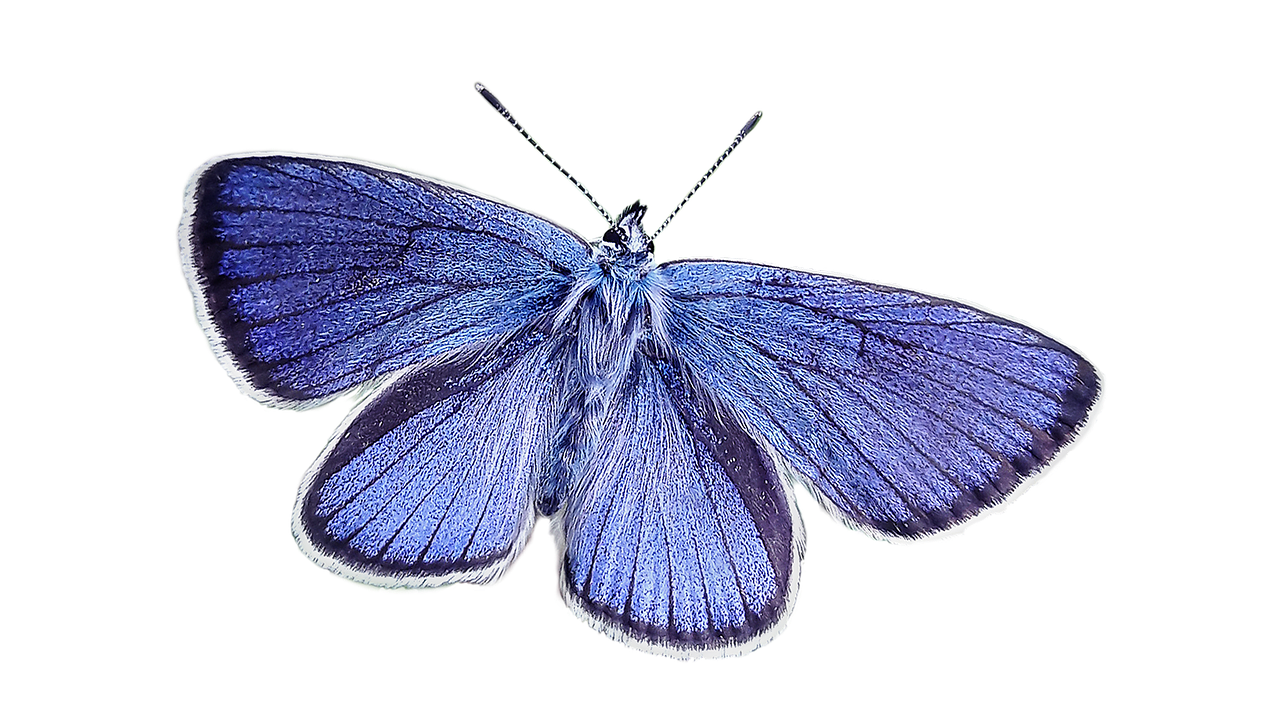 Image - butterfly blue nature blue wing