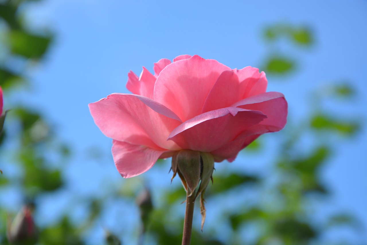 Image - pink rosebush petals nature flower