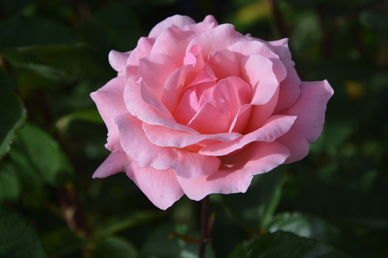 Image - pink rosebush petals nature flower