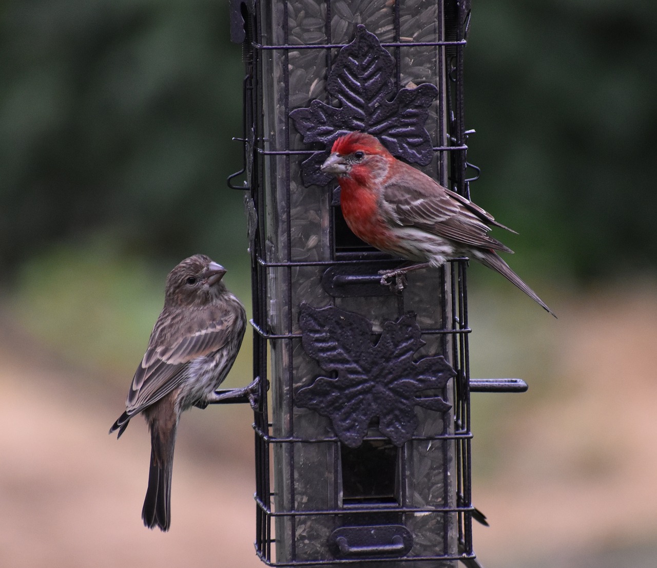 Image - sparrows birds bird feeder