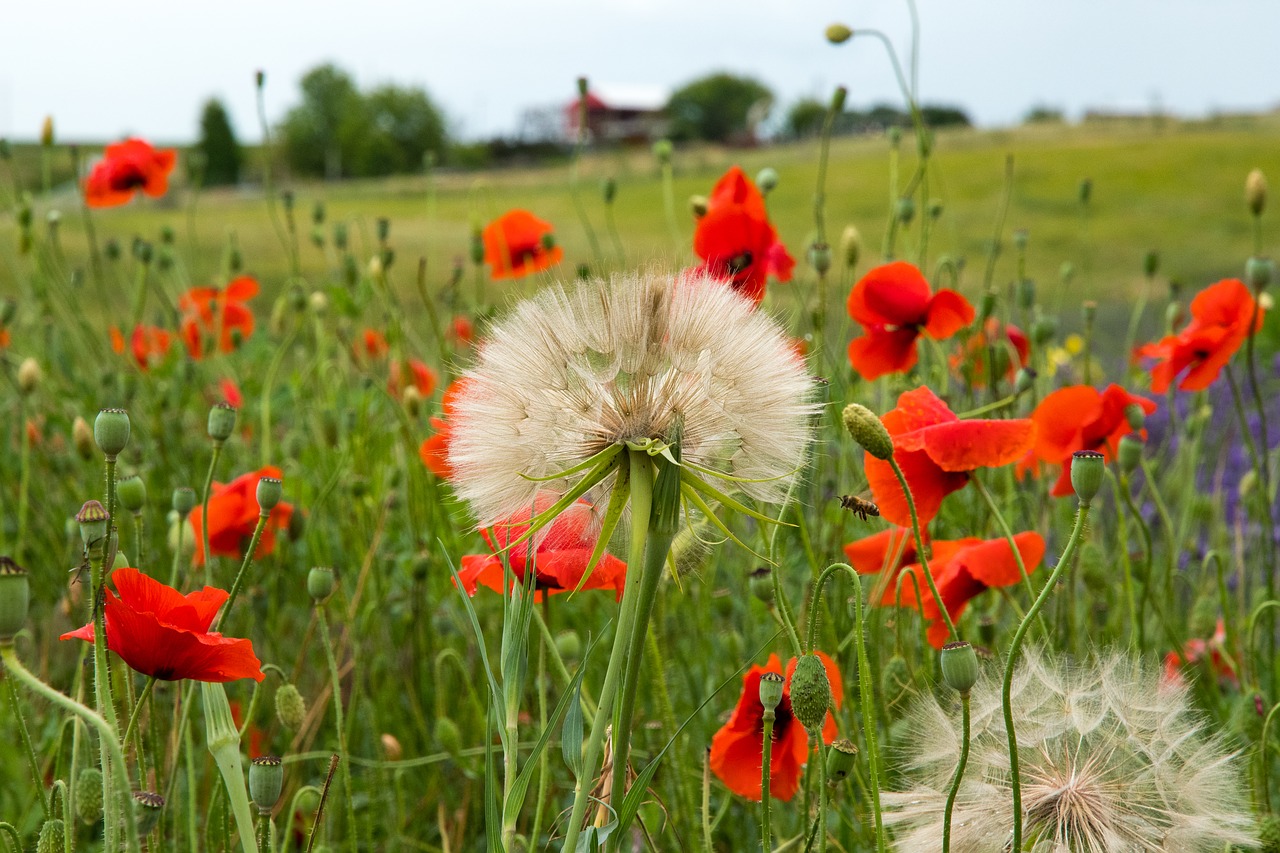 Image - poppies dandelion dandelion seed