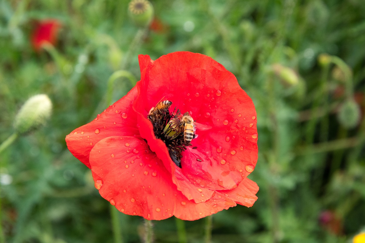 Image - poppy bees red garden pollinating