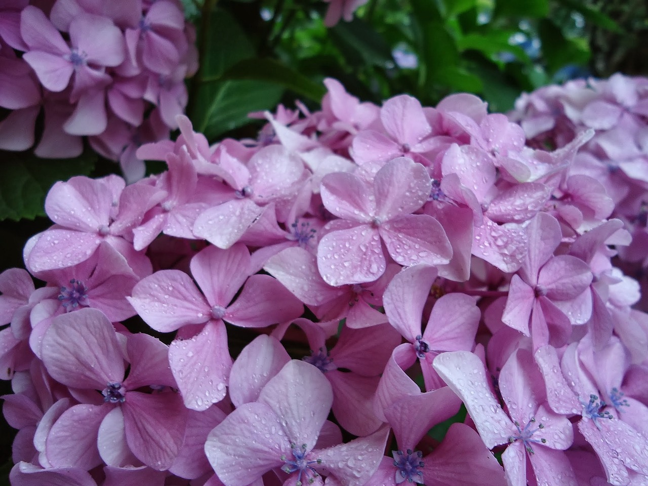 Image - flowers lilac hydrangeas garden