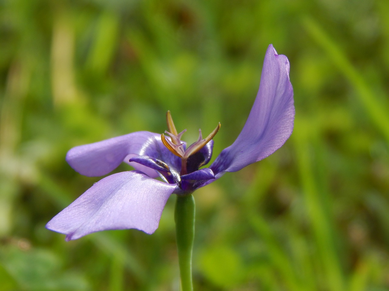 Image - flower violet flower helix