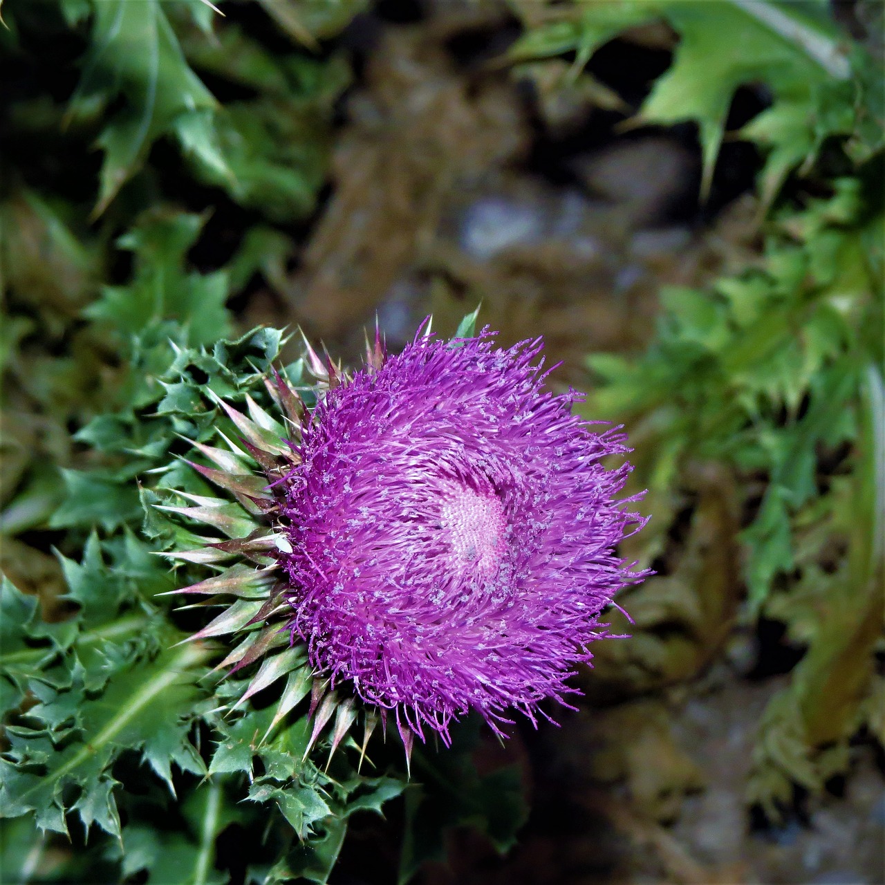 Image - thistle flower wild weed green