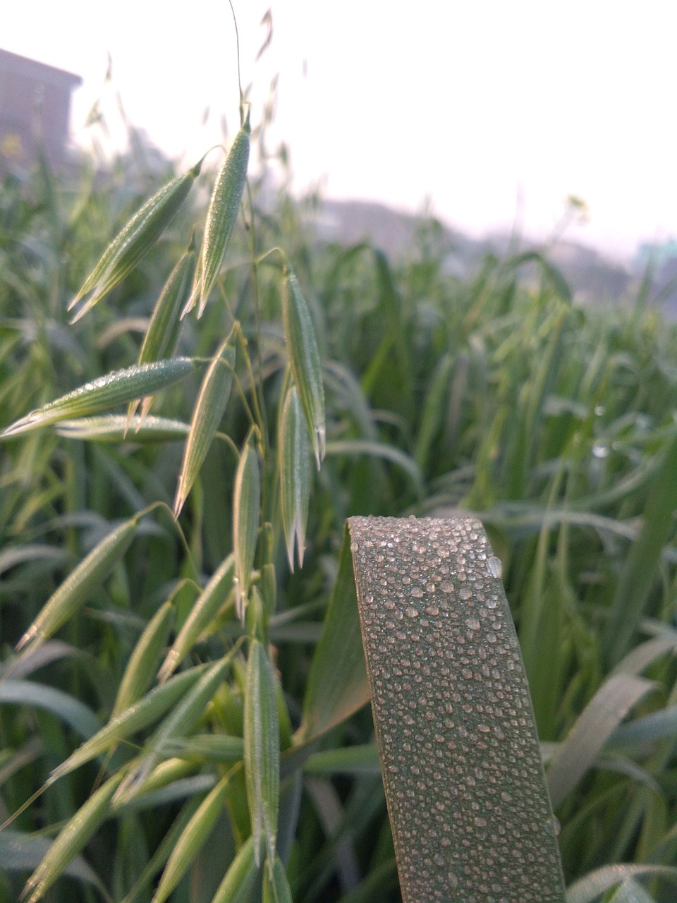 Image - water droplets leaves little blur