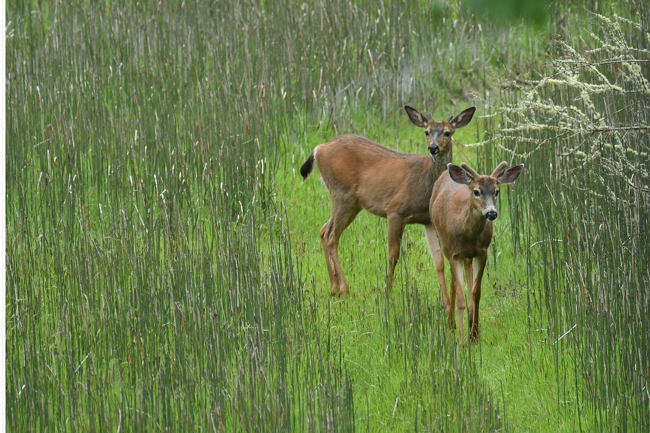 Image - deer field wildlife mammals animal