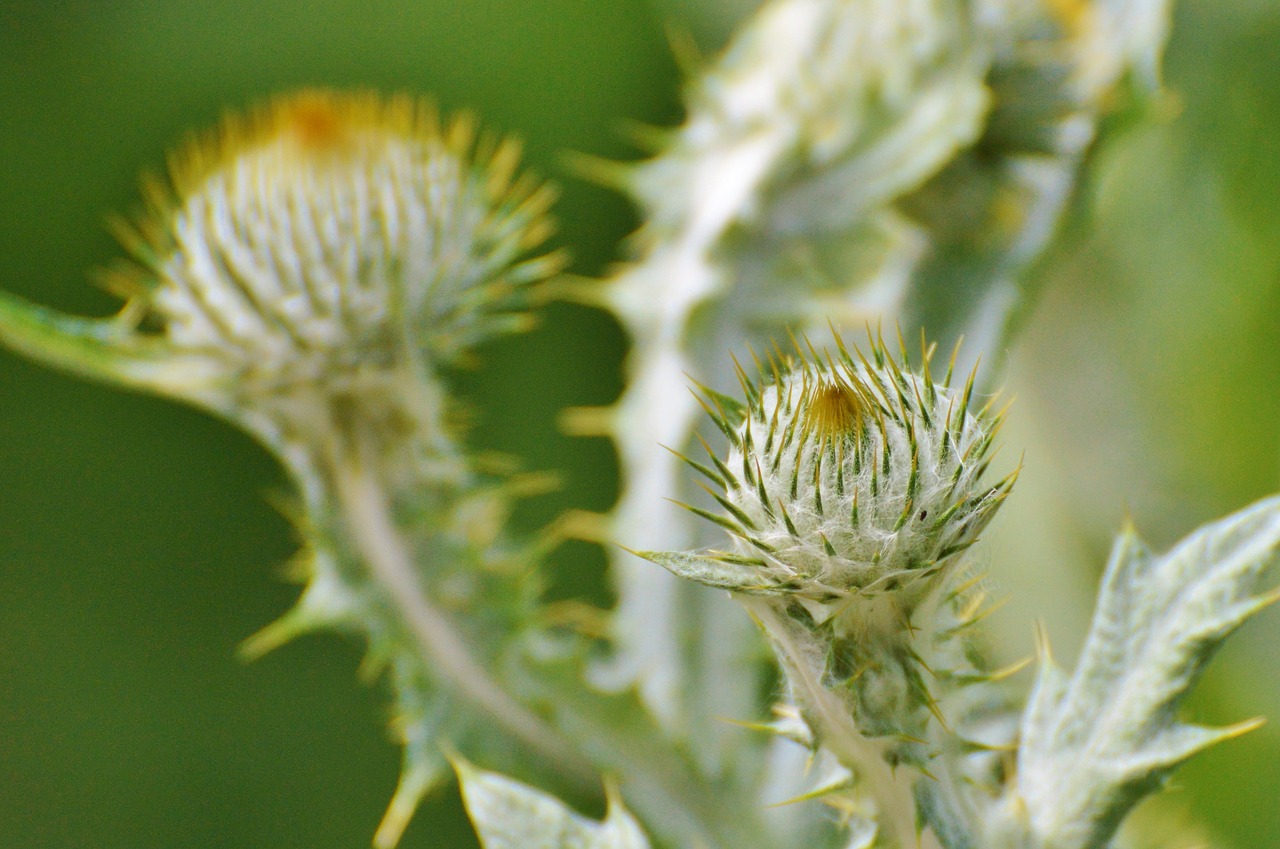 Image - thistle silver thistle