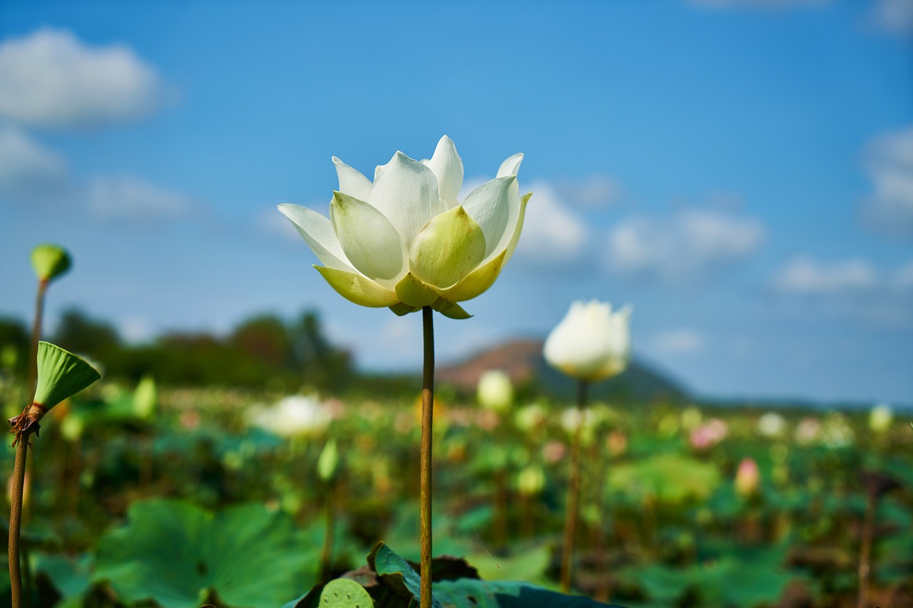 Image - lotus flower nature beautiful