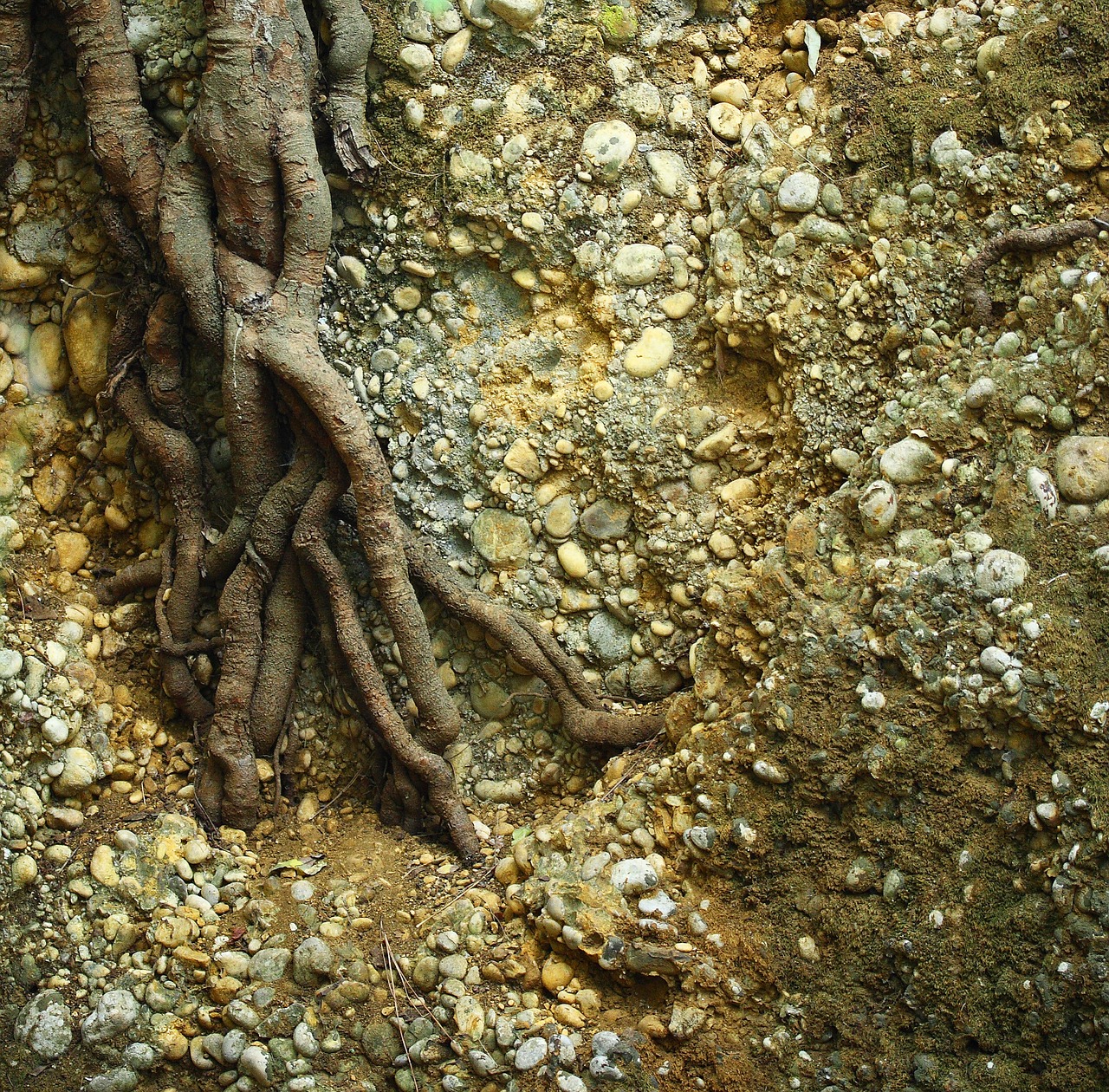 Image - tree nature root old forest plant