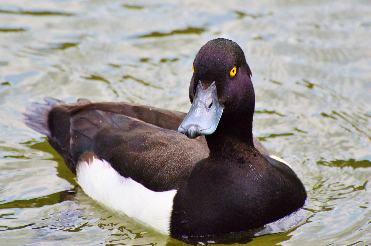 Image - duck water bird row pension