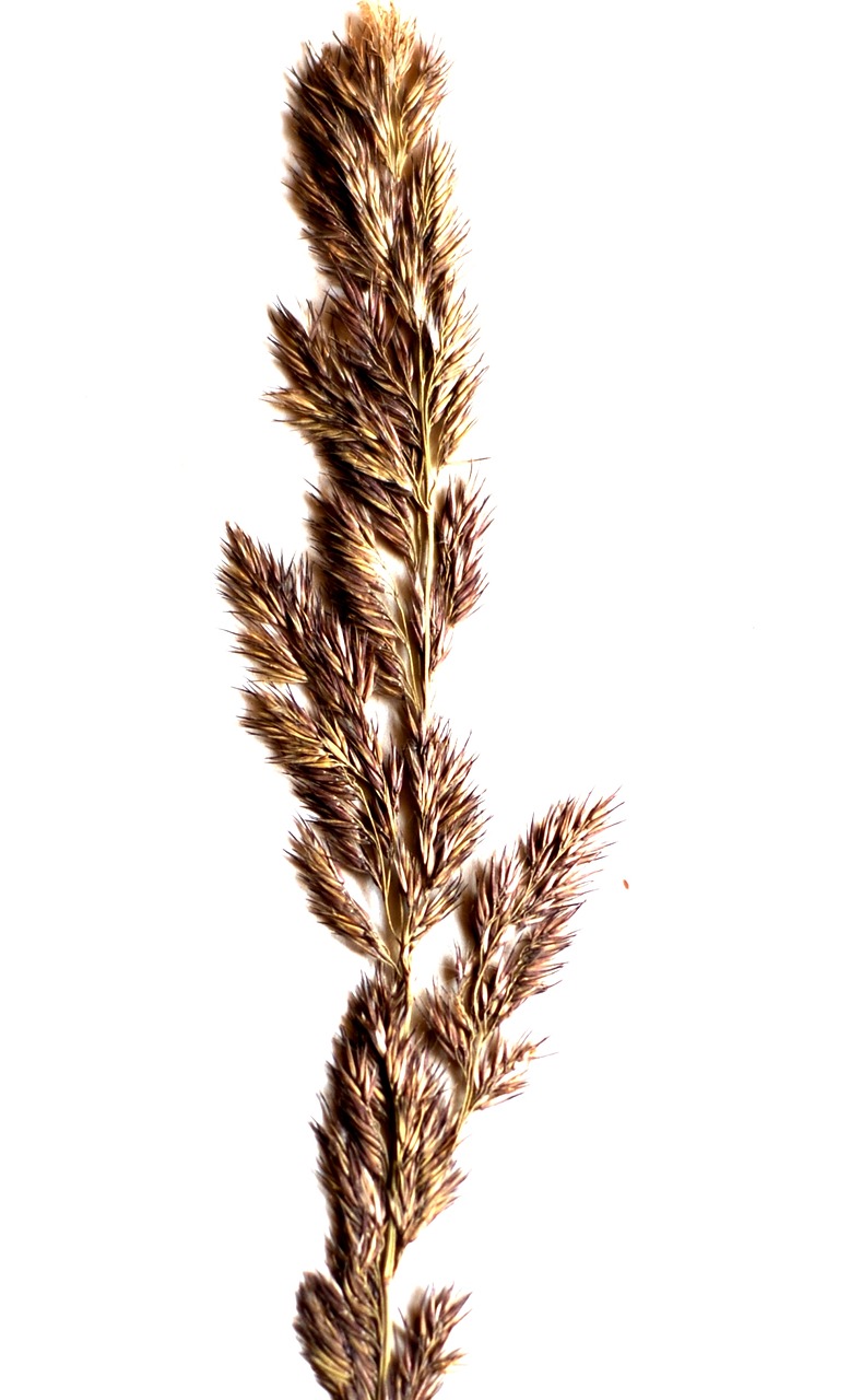 Image - a grass spikelet white