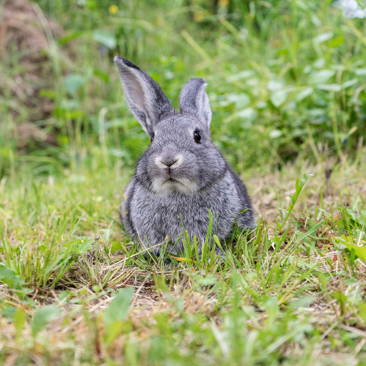 Image - rabbit animal pet cute long eared