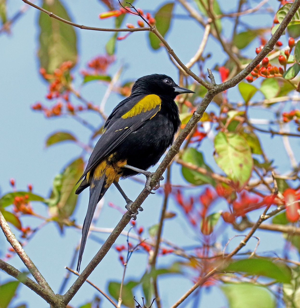 Image - cuban oriole cuba yellow and black