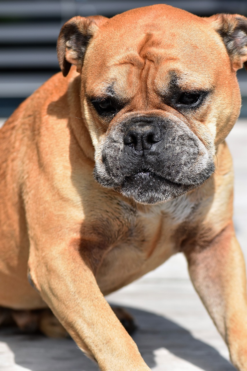 Image - dog animal continental bulldog pet