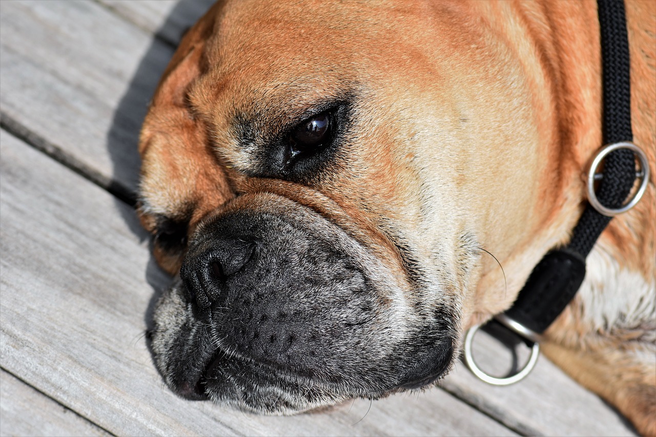 Image - dog animal continental bulldog pet