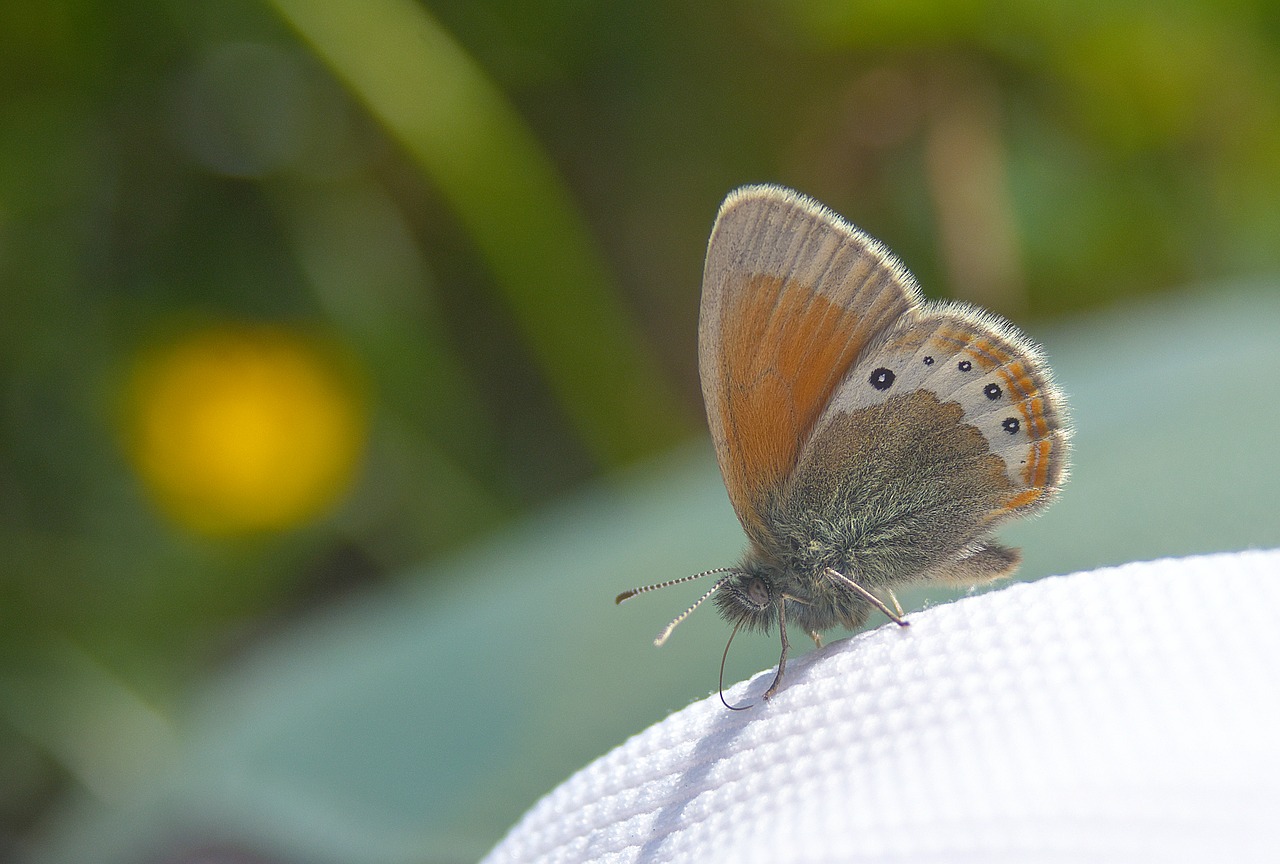 Image - butterfly close nature drexel