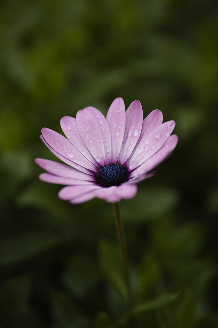 Image - flower nature macro chichewa