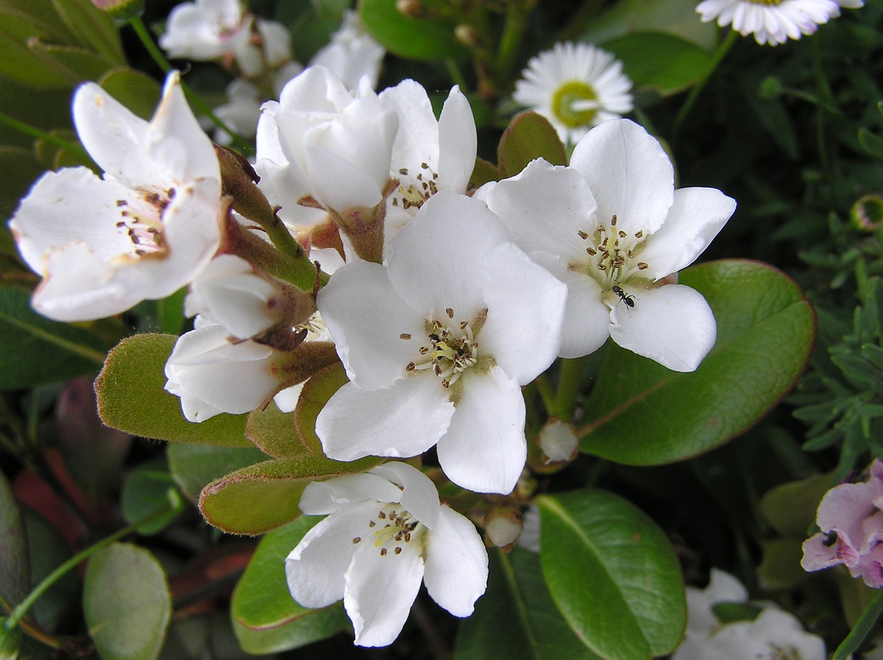 Image - flower white with ant