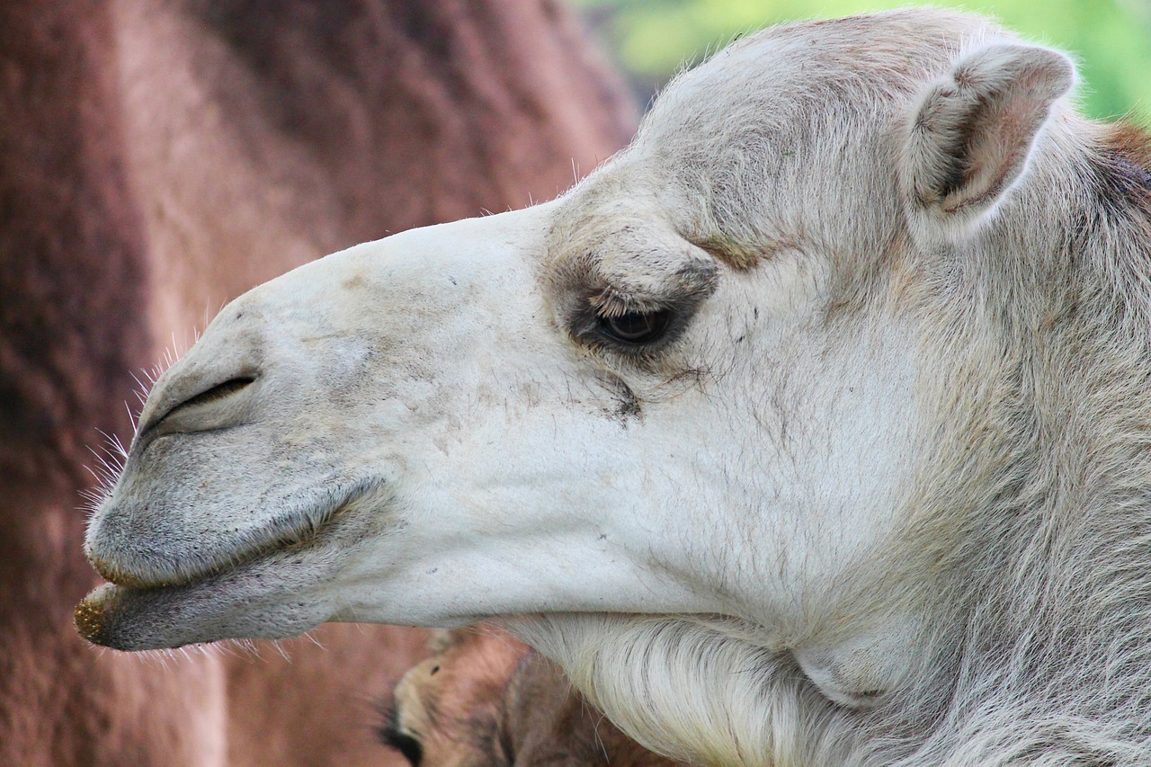 Image - dromedary camel animal desert