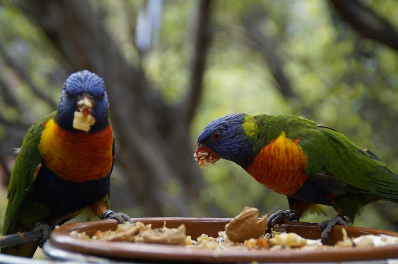Image - lori eat loro park zoo bird aviary