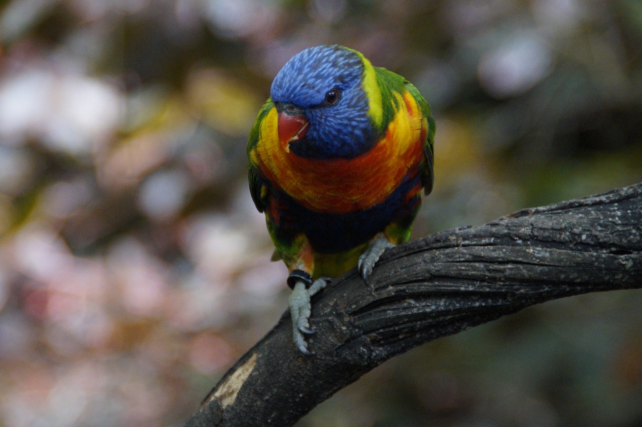 Image - lori loro park zoo bird aviary