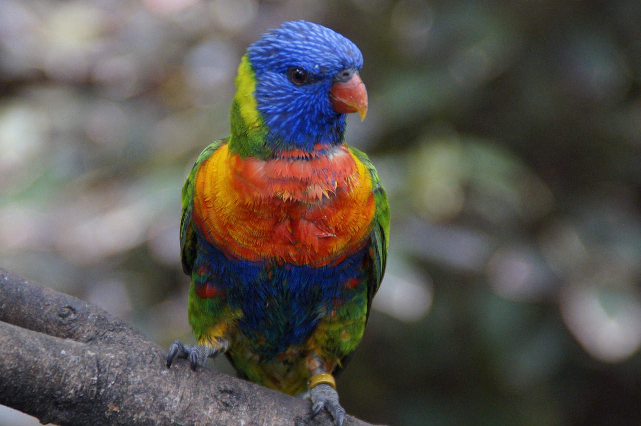 Image - lori loro park zoo bird aviary