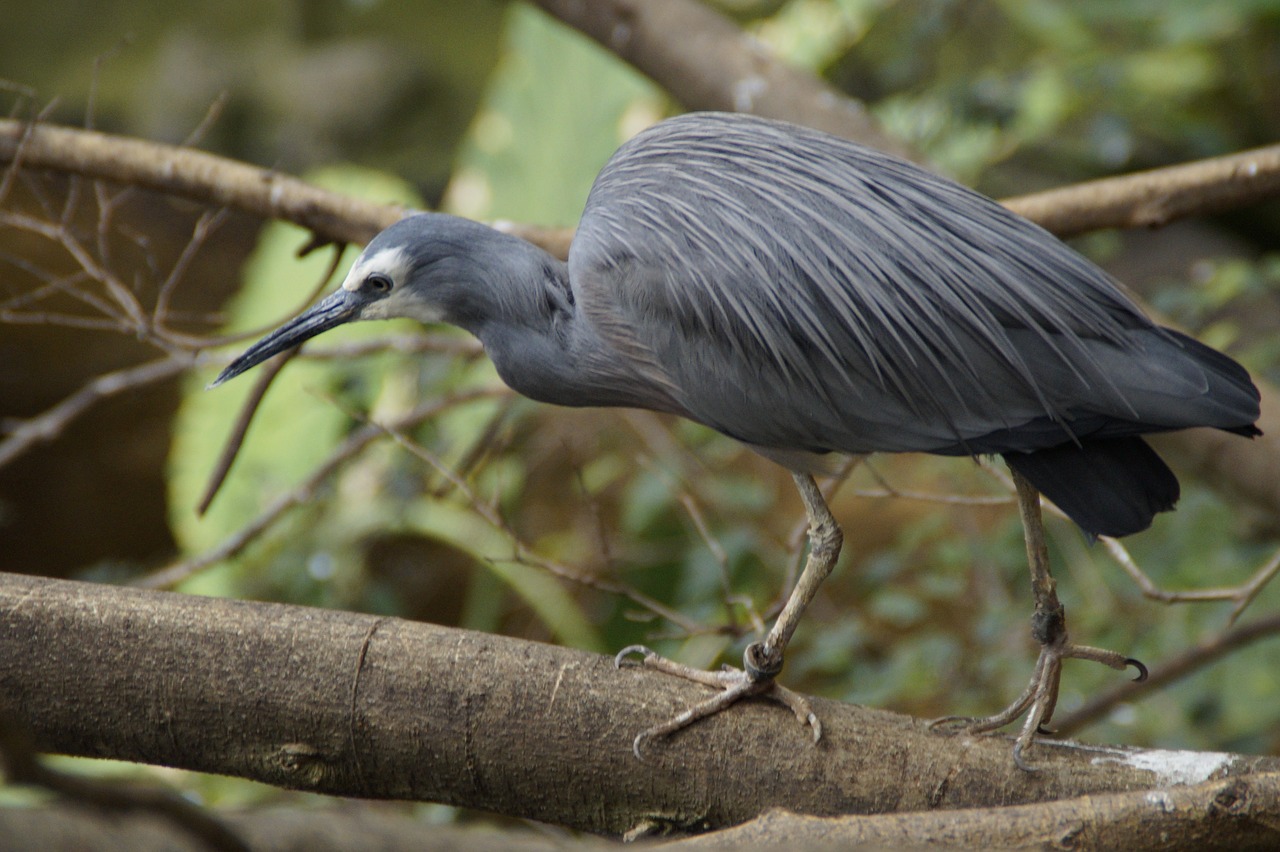 Image - heron grey intervention plumage