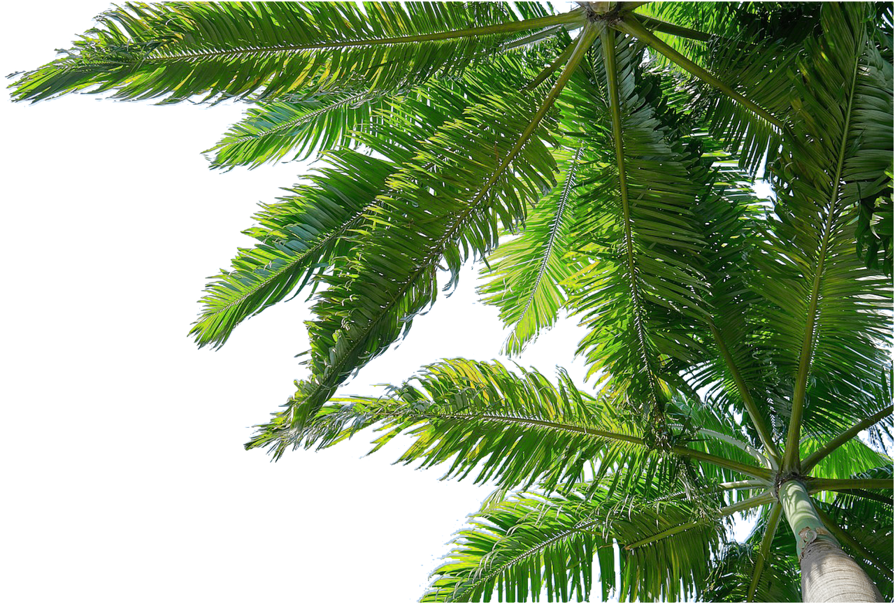 Image - isolated palm trees nature holiday