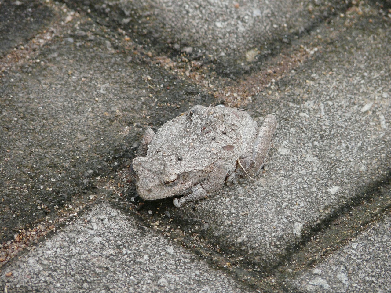 Image - toad camouflage hide discrete