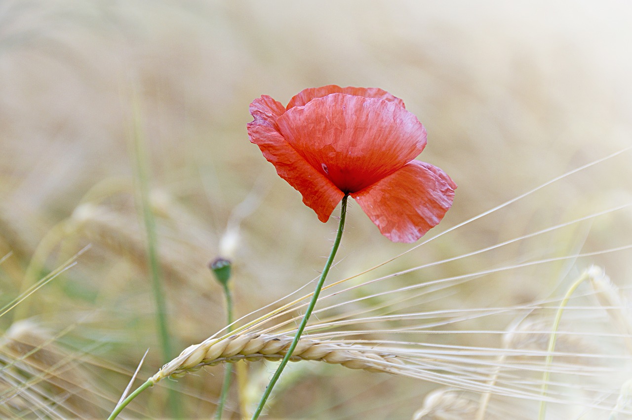 Image - poppy poppy flower flower