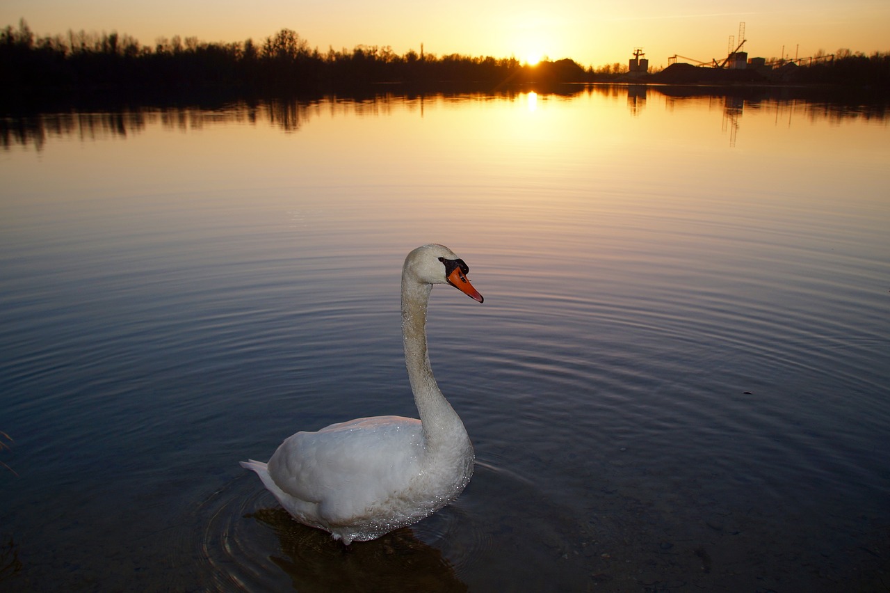 Image - swan sunset water lake