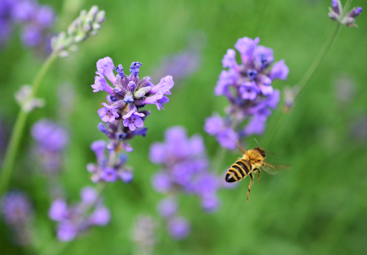 Image - lavender lavandula garden