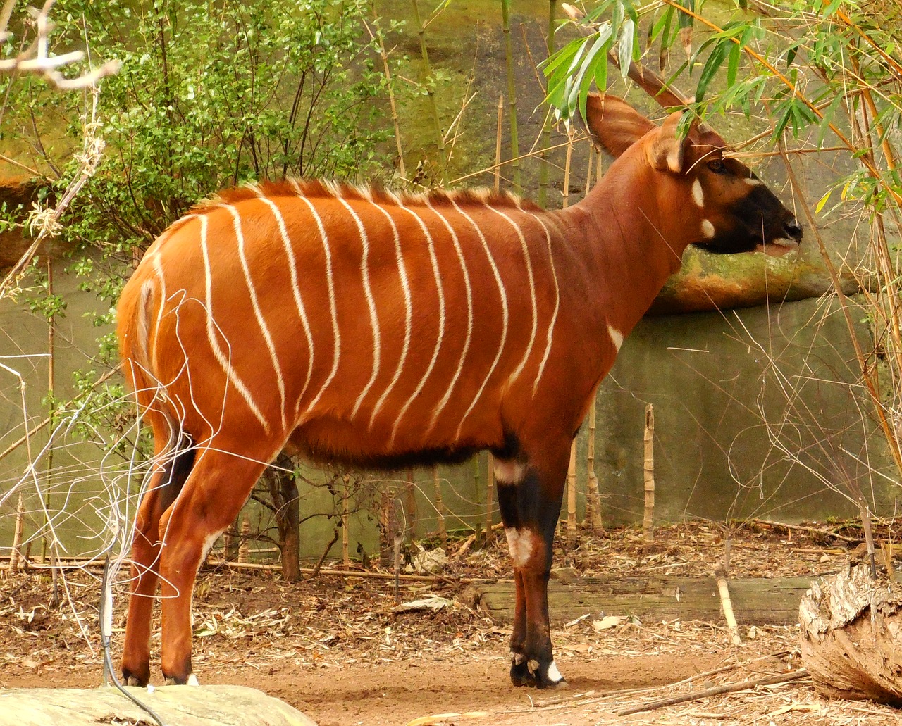 Image - bongo antelope herbivore stripes