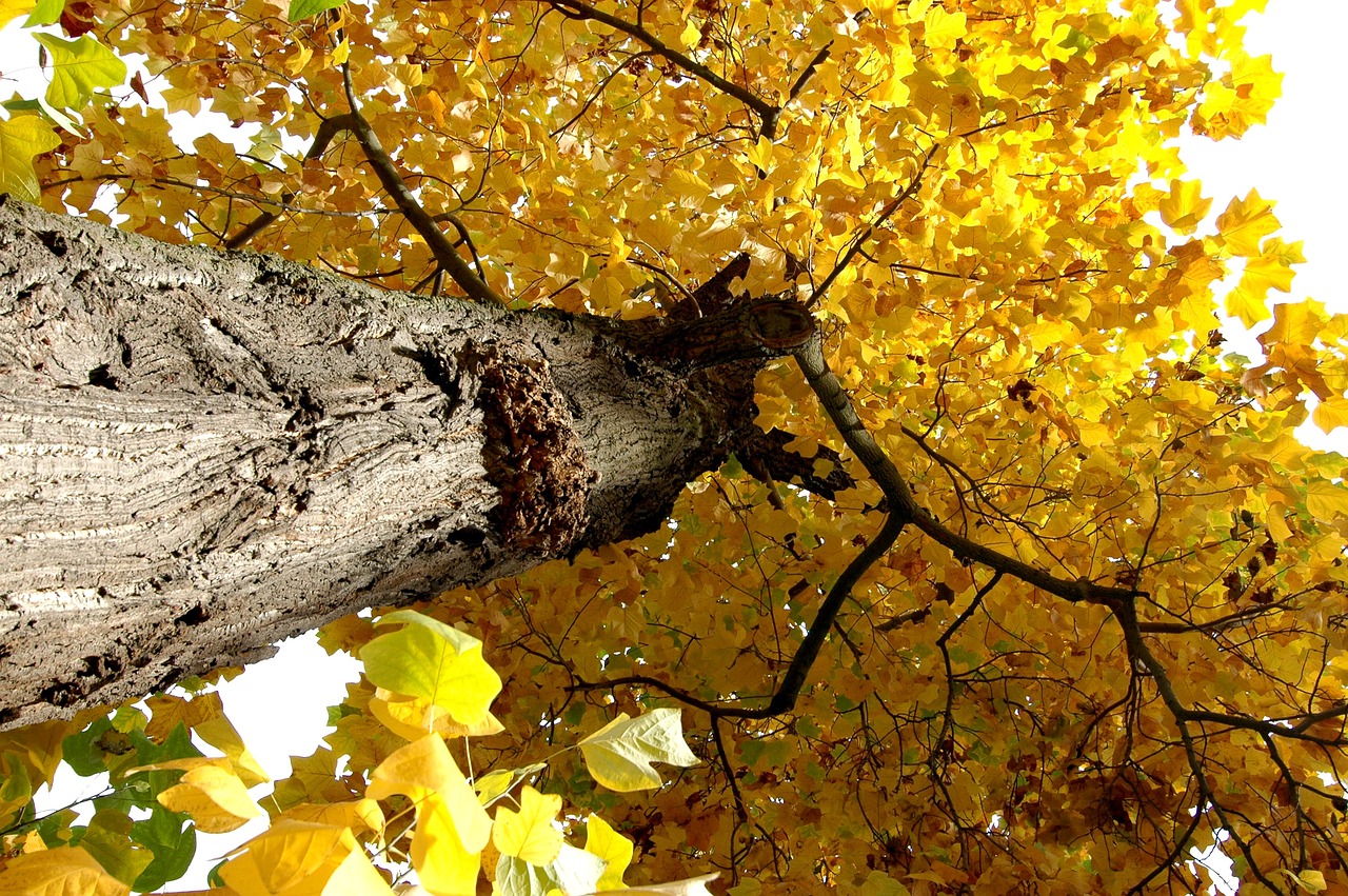 Image - nature tree crown light