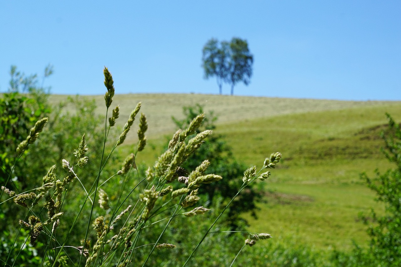 Image - tree meadow aldingen rest nature