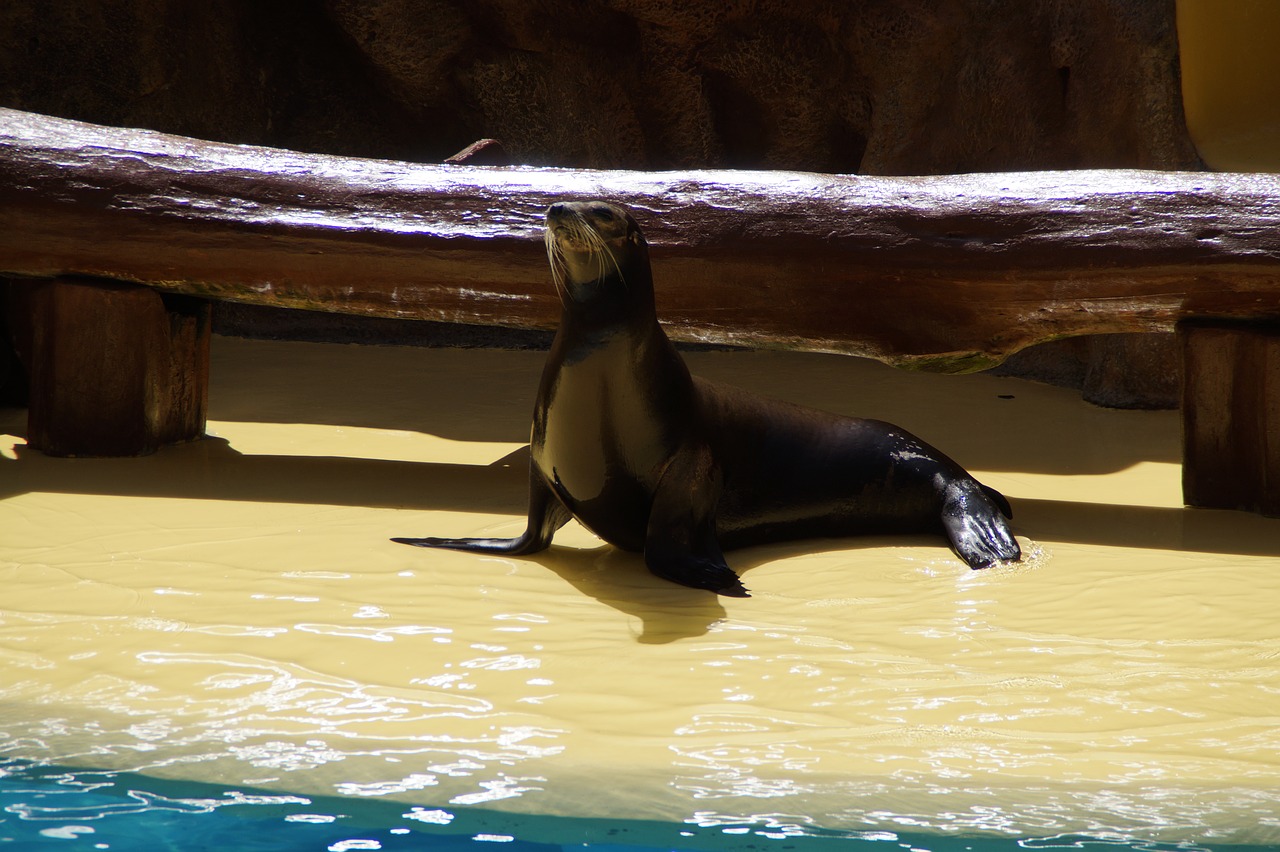 Image - sea lion female circus zoo mammal