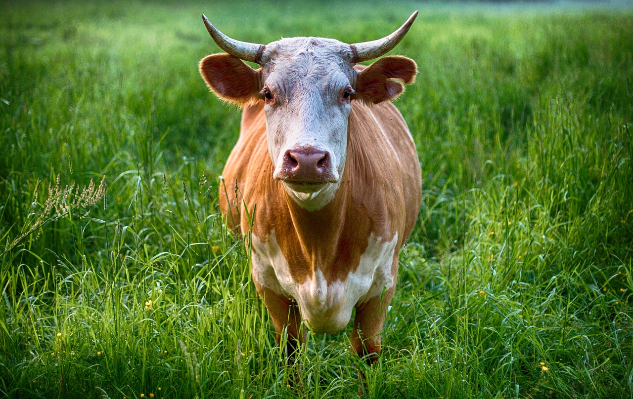 Image - bull cow animal farm agriculture