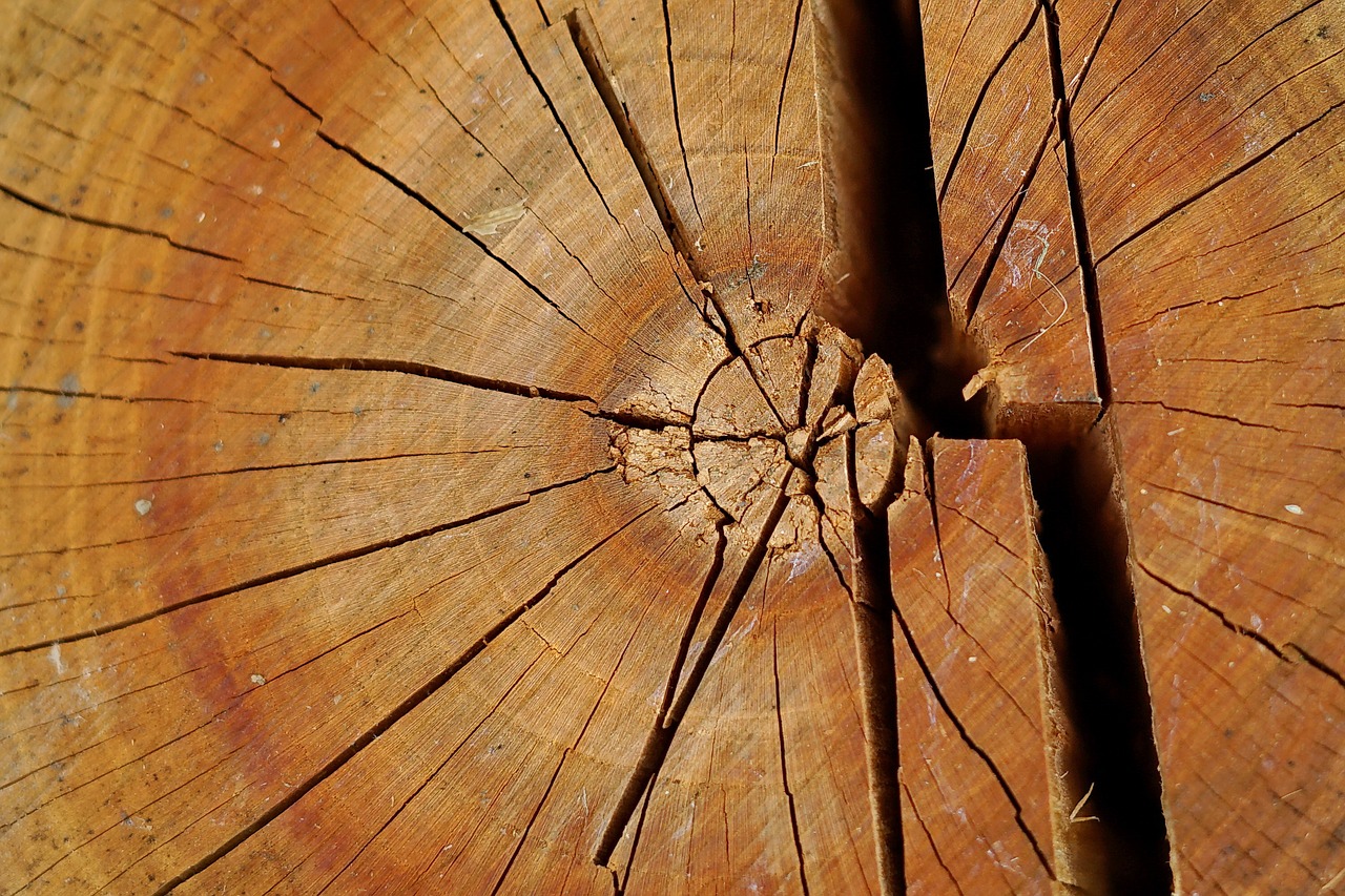 Image - wood stump wooden textured panel