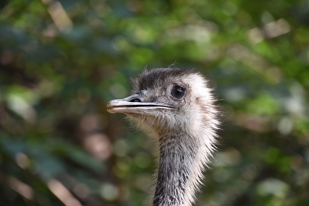 Image - the ostrich beautiful eye