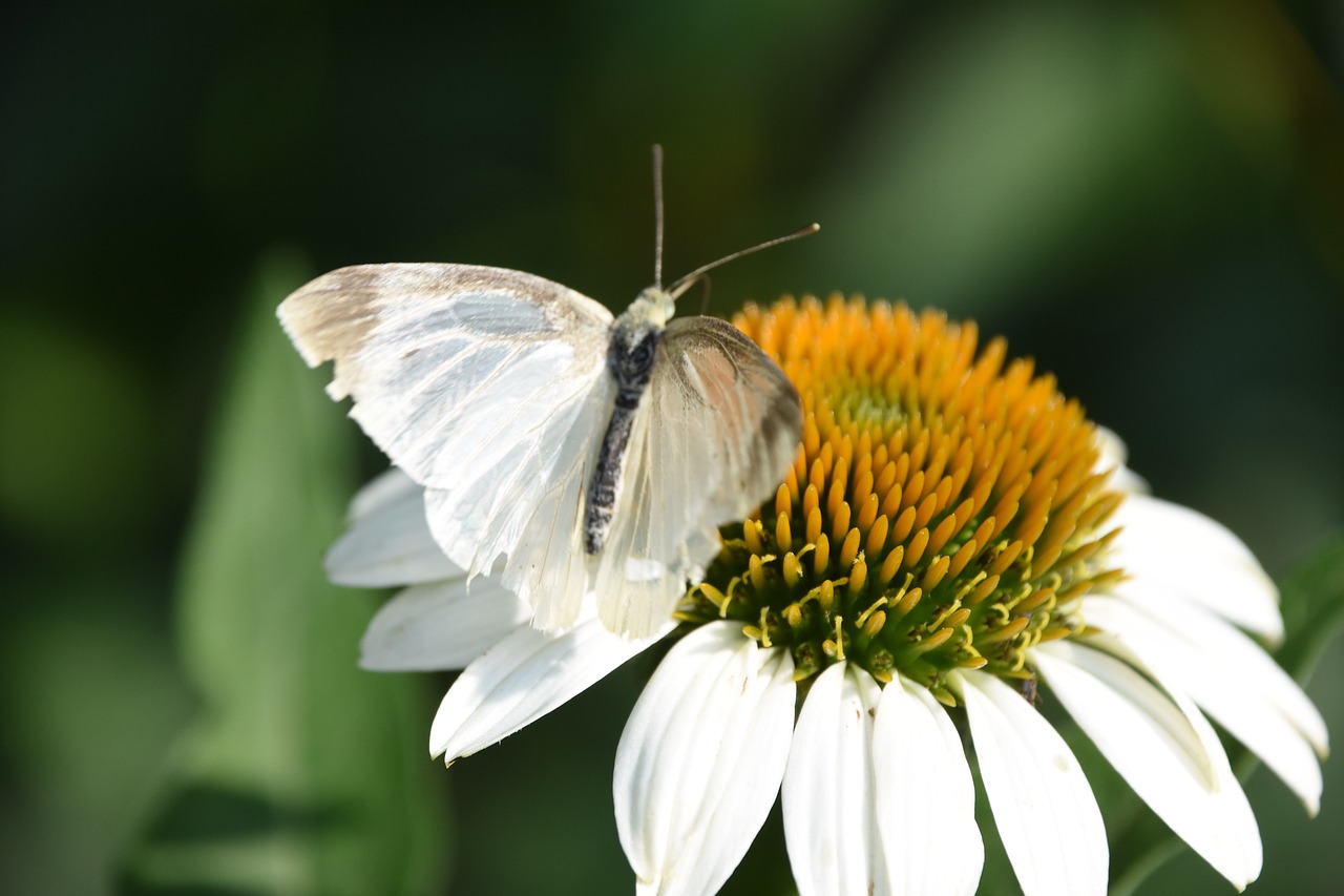 Image - flowers butterfly afternoon pistil