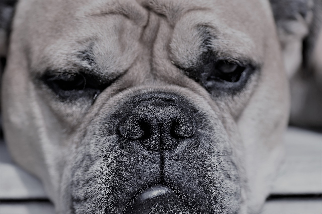 Image - continental bulldog animal dog pet