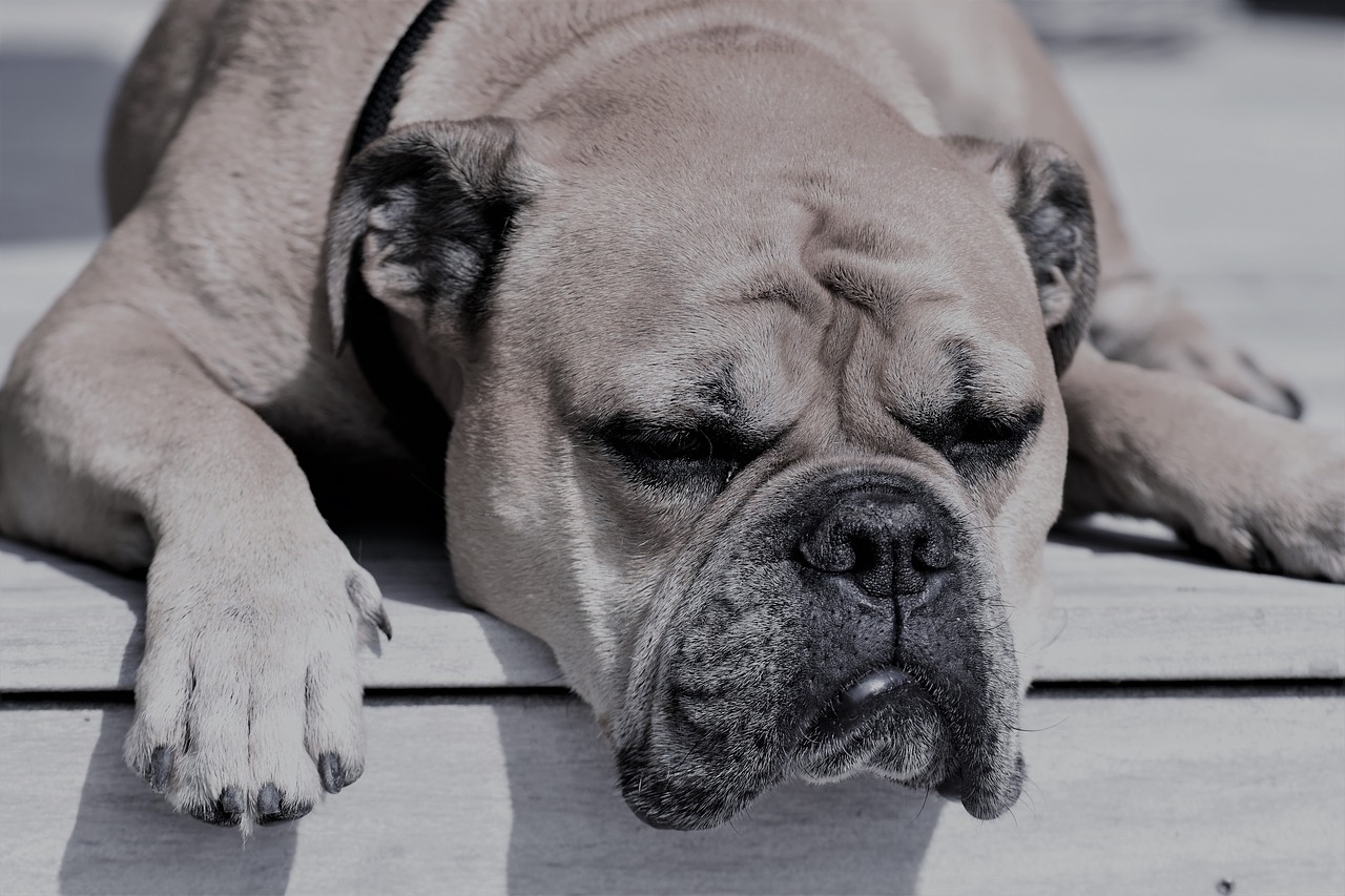 Image - continental bulldog animal dog pet
