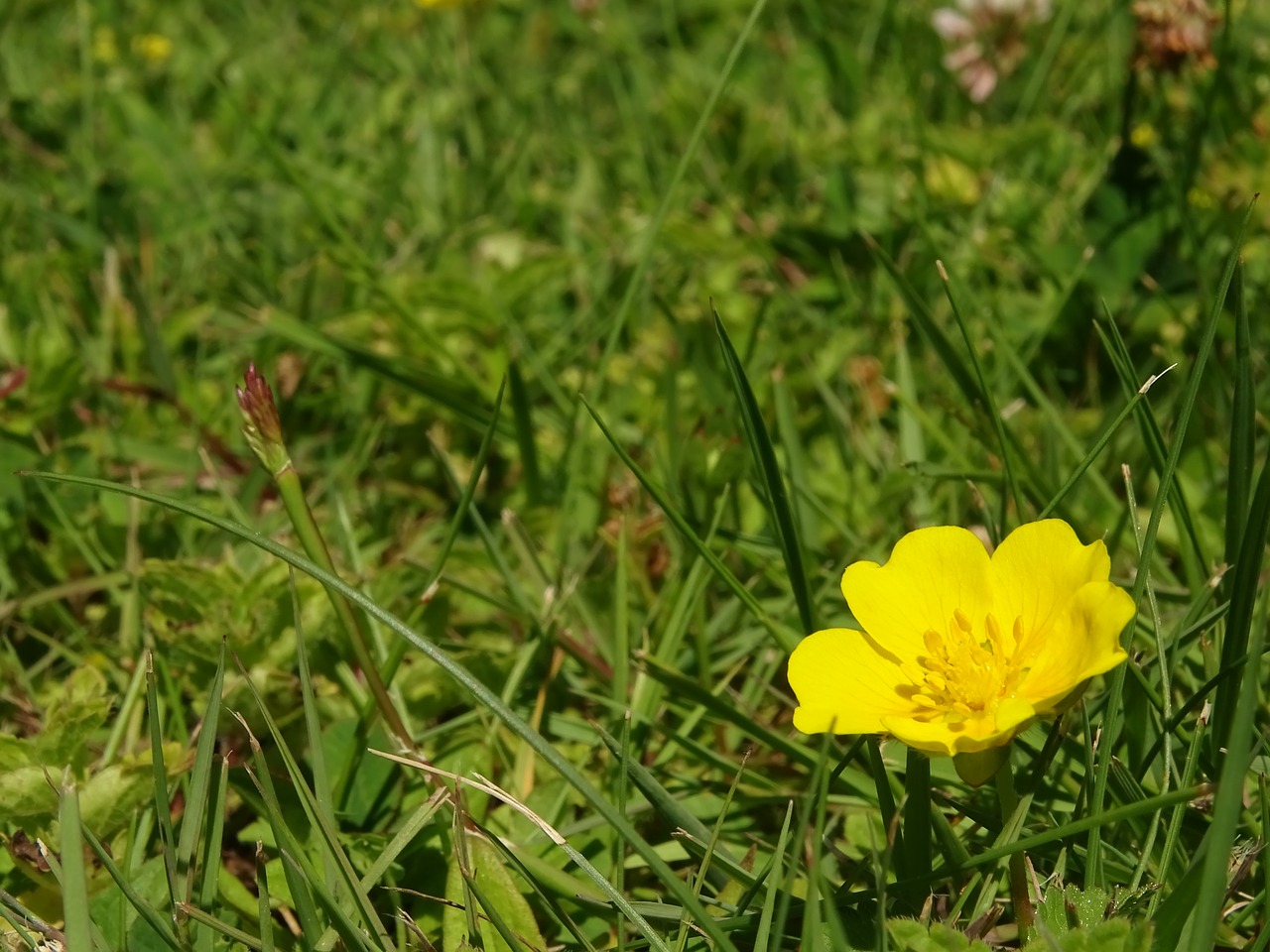 Image - buttercup gold flower yellow