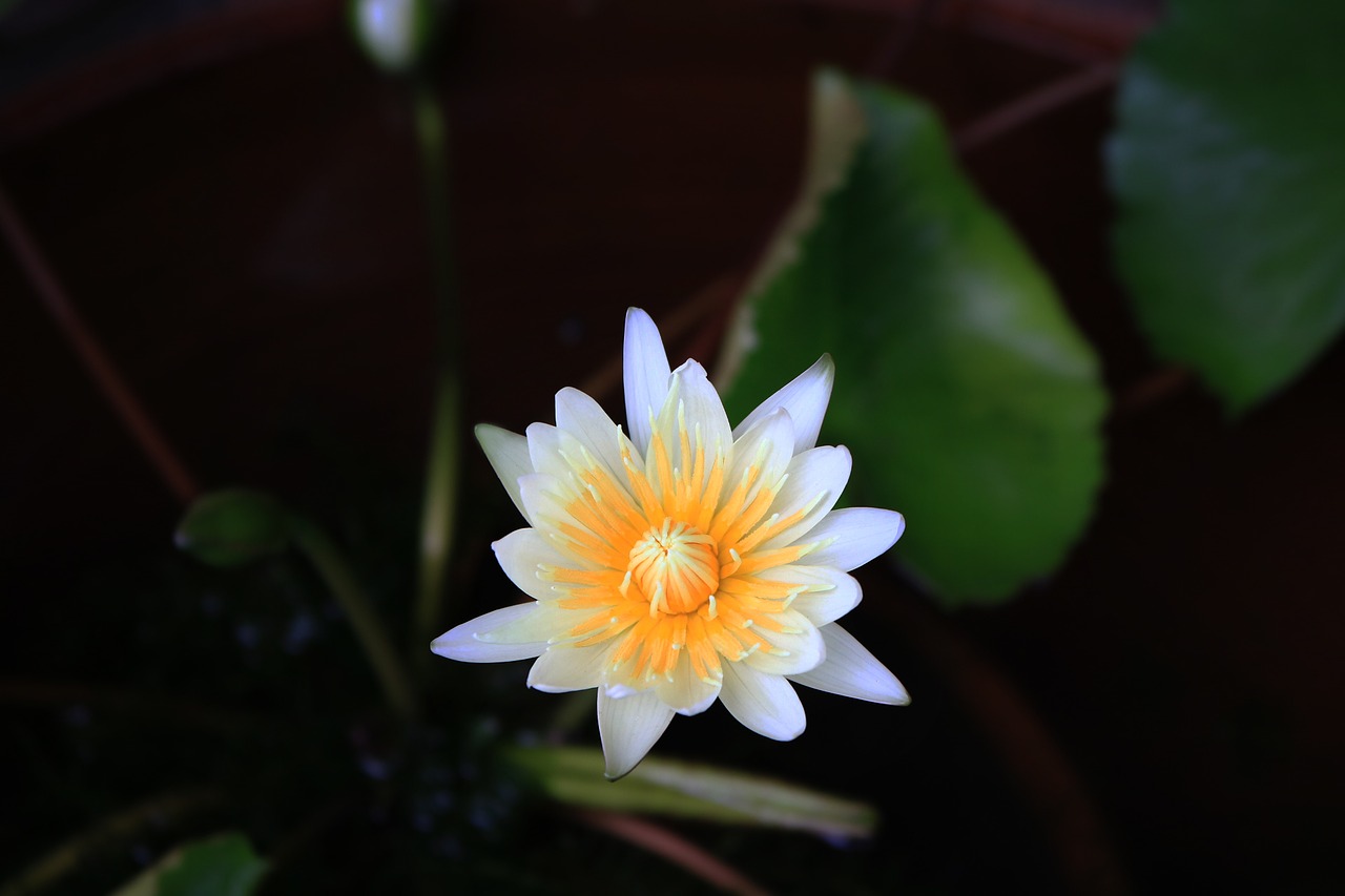 Image - flowers lotus white