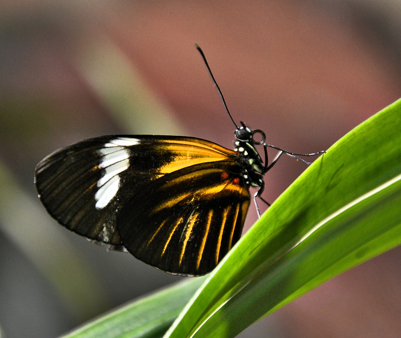 Image - butterfly black yellow white close