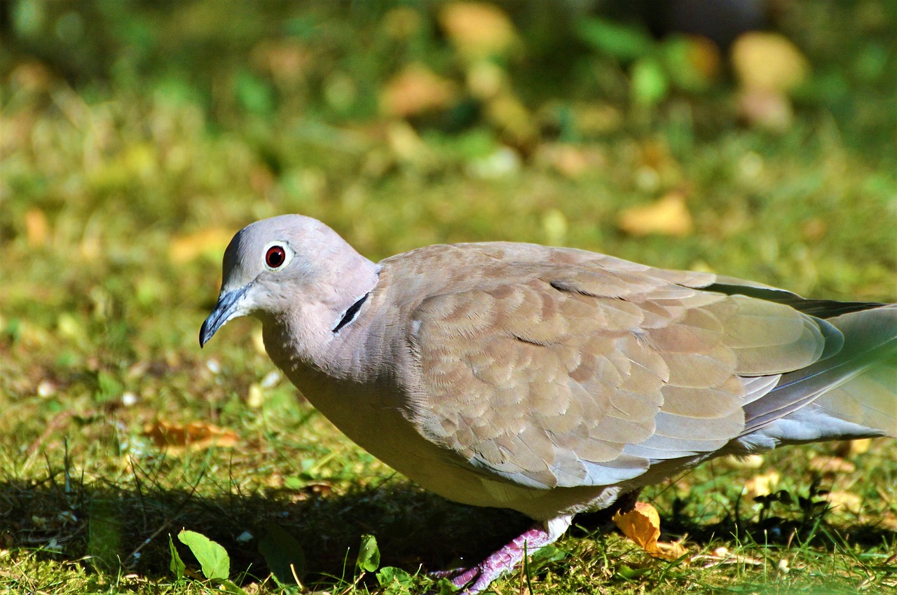 Image - dove collared bird city pigeon