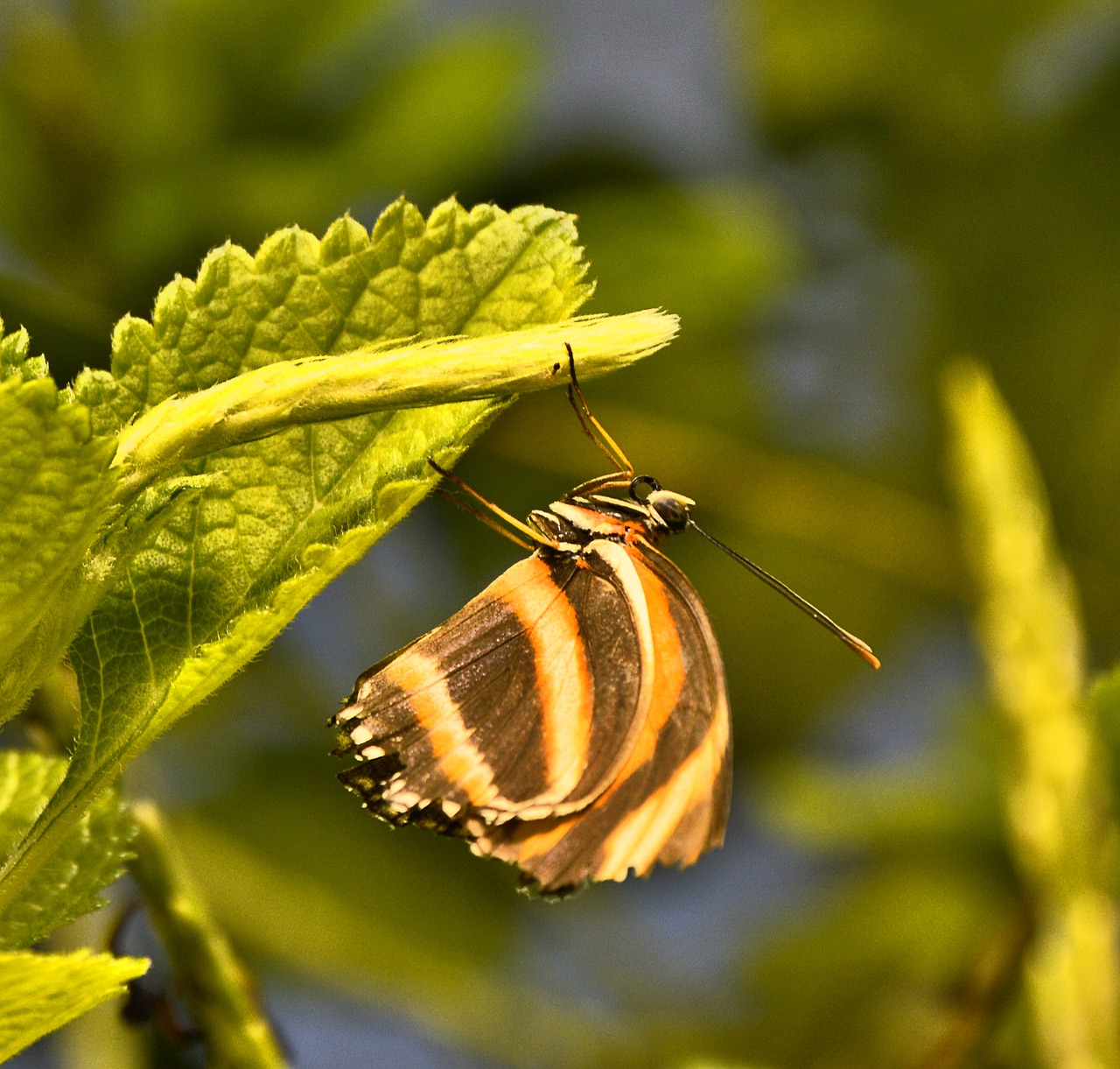 Image - butterfly brown yellow public record