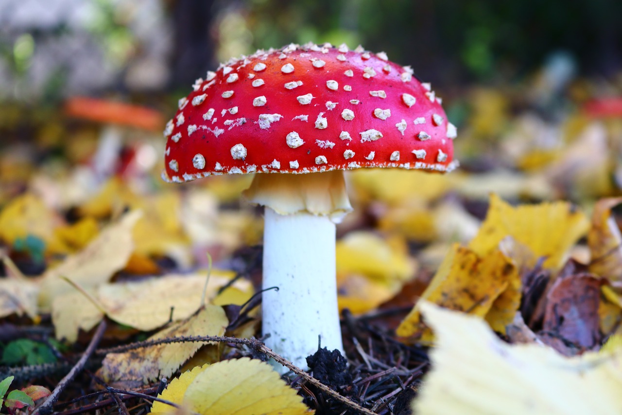 Image - amanita mushroom forest